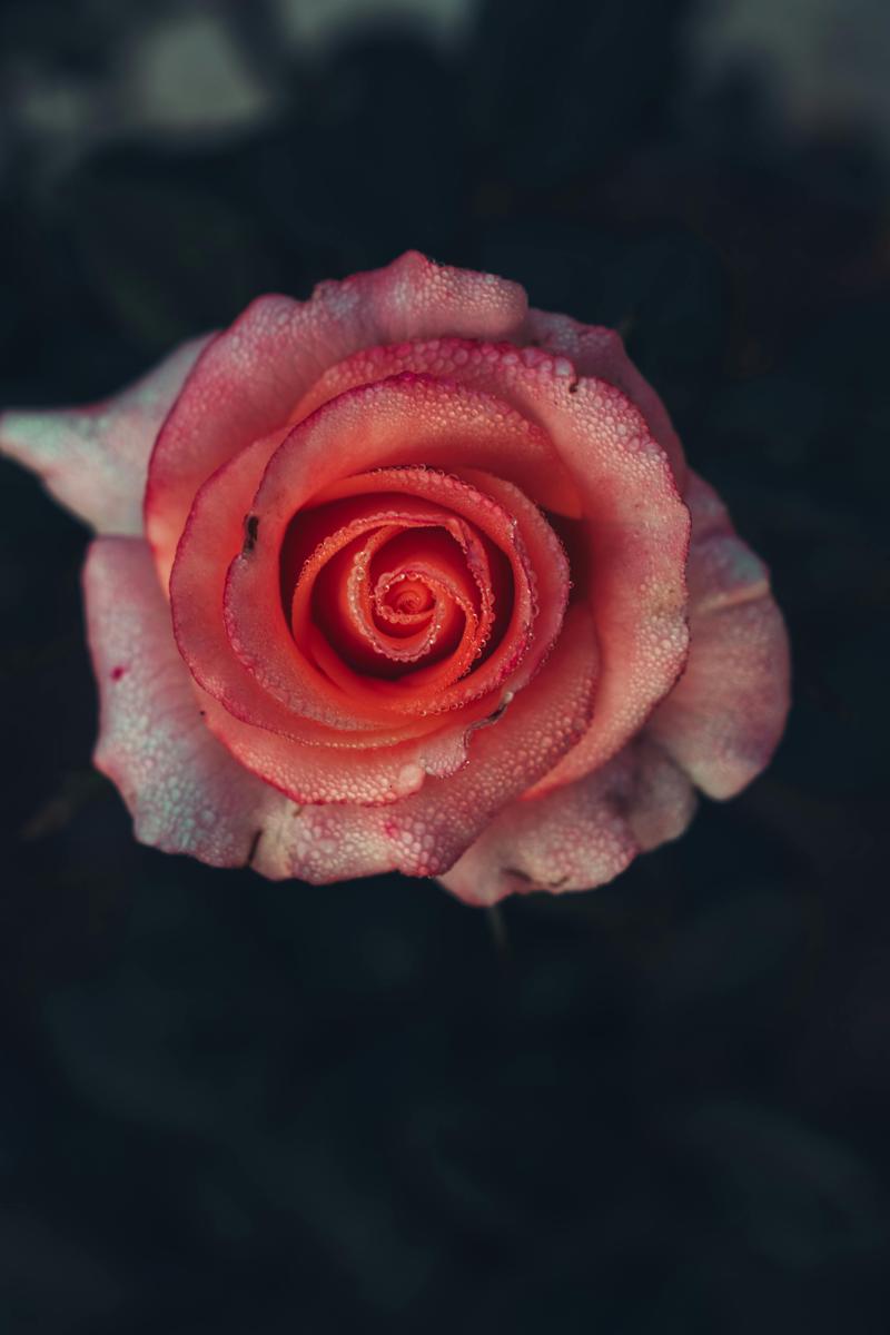Rose oil