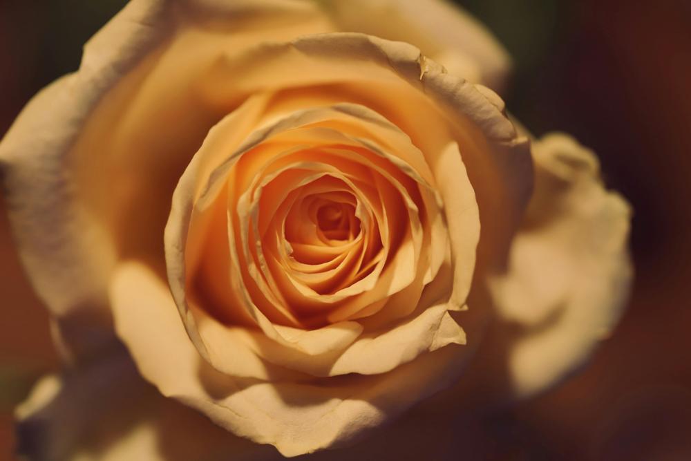 Rose oil