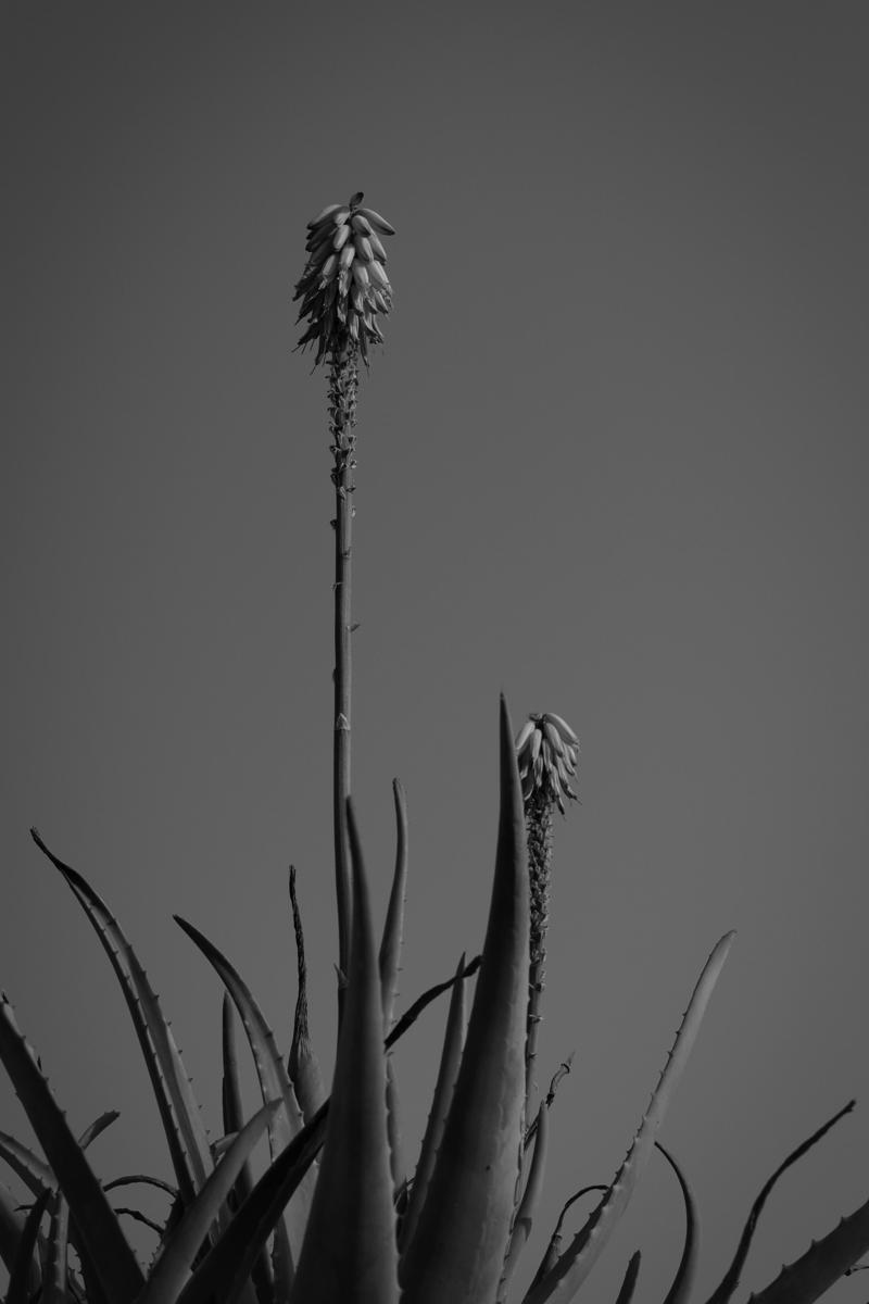 Sunburn aloe